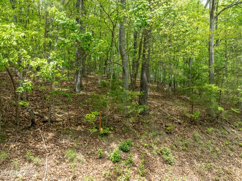 Spacious Lot in Tellico Village