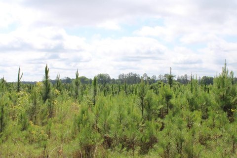 Georgetown Land Near Pataula Creek