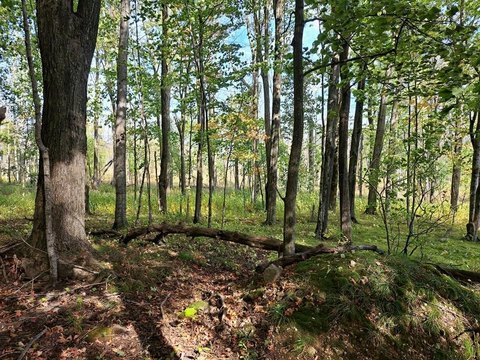 20 Acres of Wooded Land