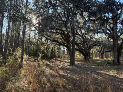 Perry, FL 12 Acre Land