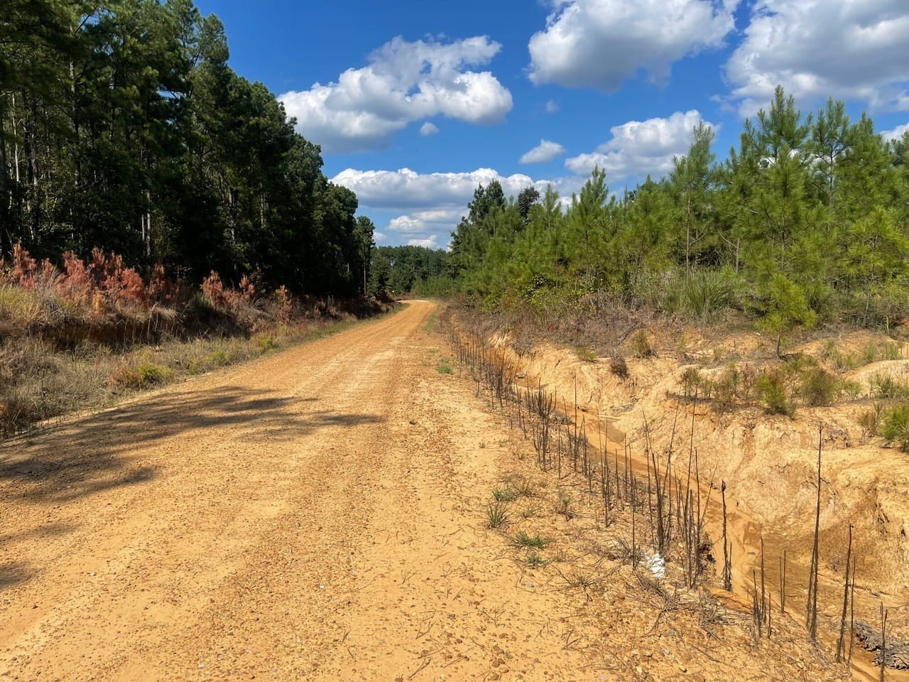 158 Acres of Timberland