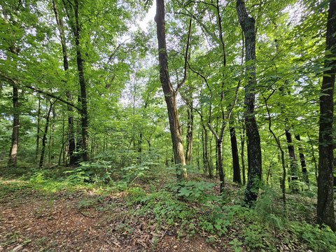 Pineville, MO Wooded Land