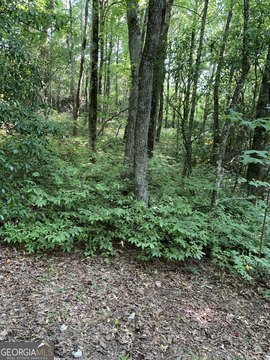 Dillard, GA Wooded Lot