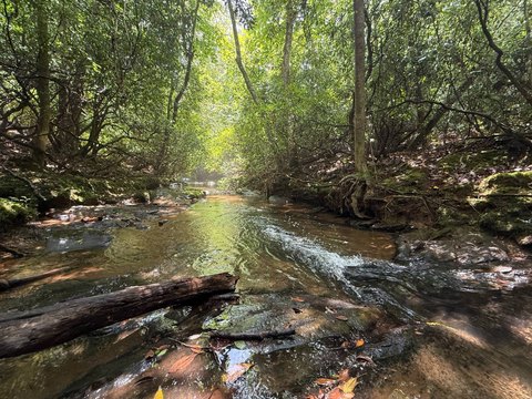 LAND - Roanoke, AL