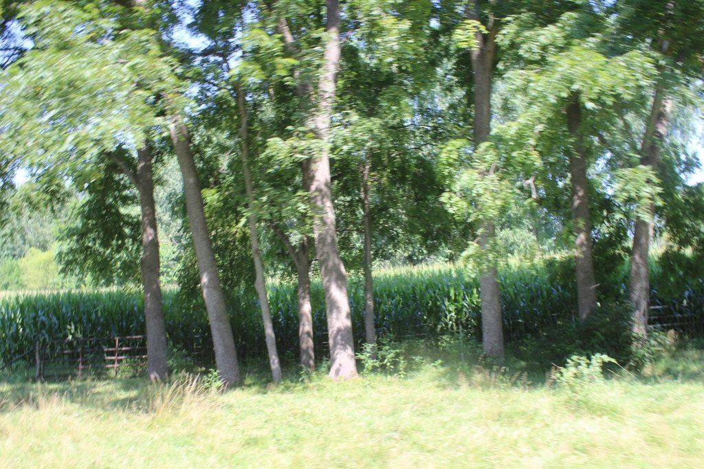 Picture 11