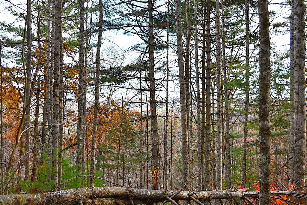 Picture 36