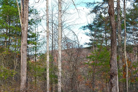 Land, Jumping Branch, WV