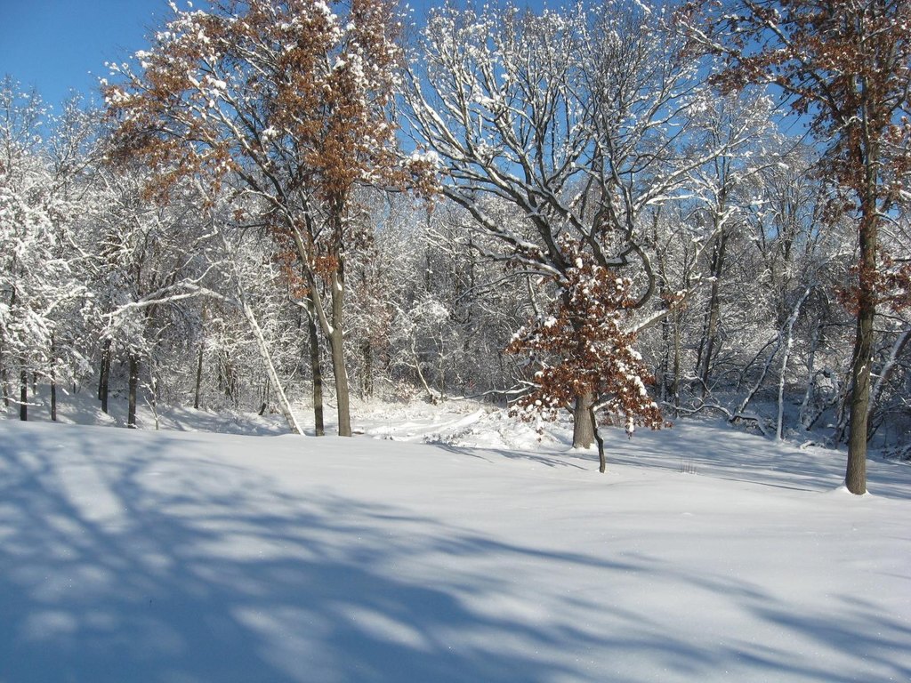 Picture 5