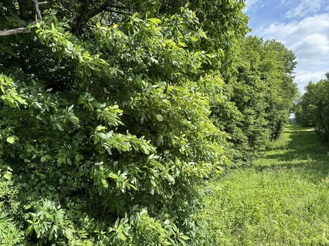 Vacant Land - Utica, KY