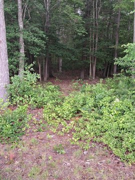 Wooded Lot Near Pitts Creek