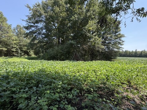 Land, Bishopville, SC