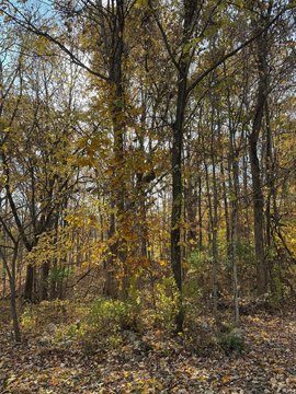 Wooded Residential Lot Ready