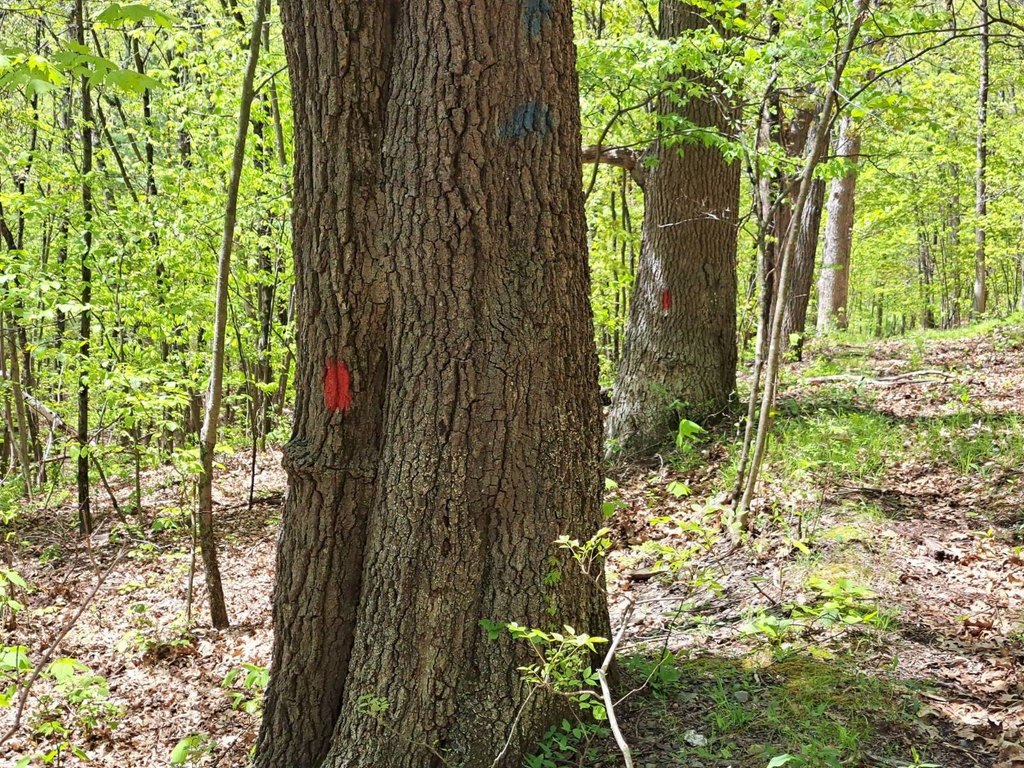 Picture 39