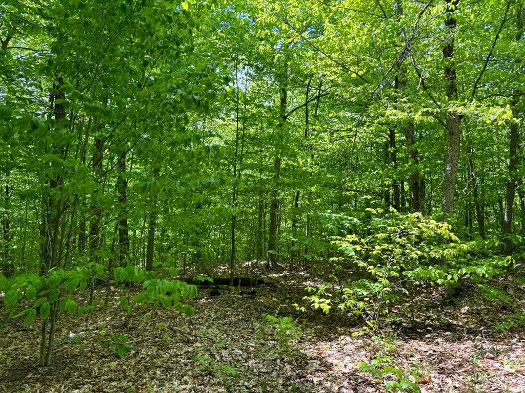 Picture 5