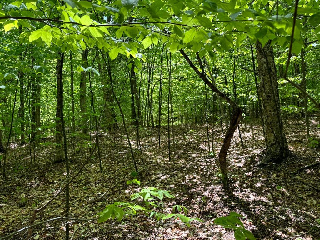 Picture 8