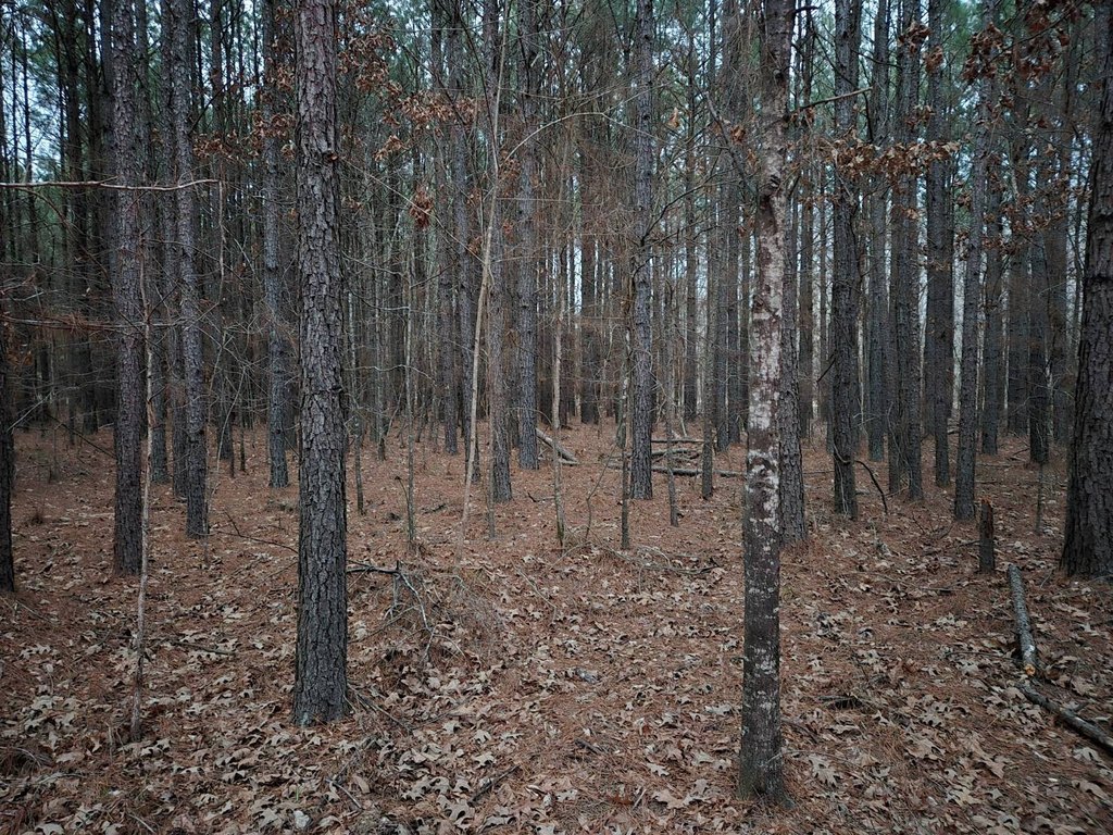 Picture 19