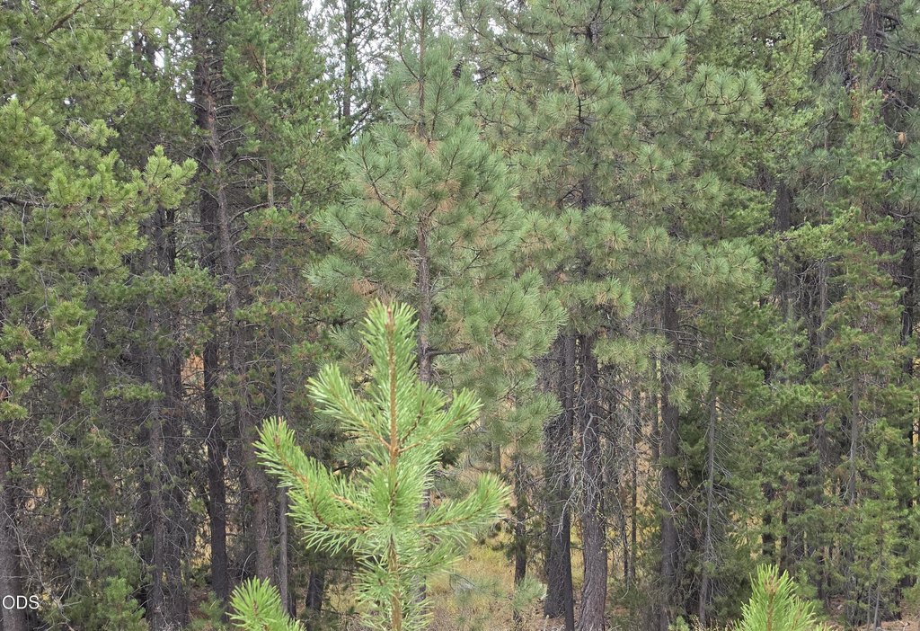 Picture 12