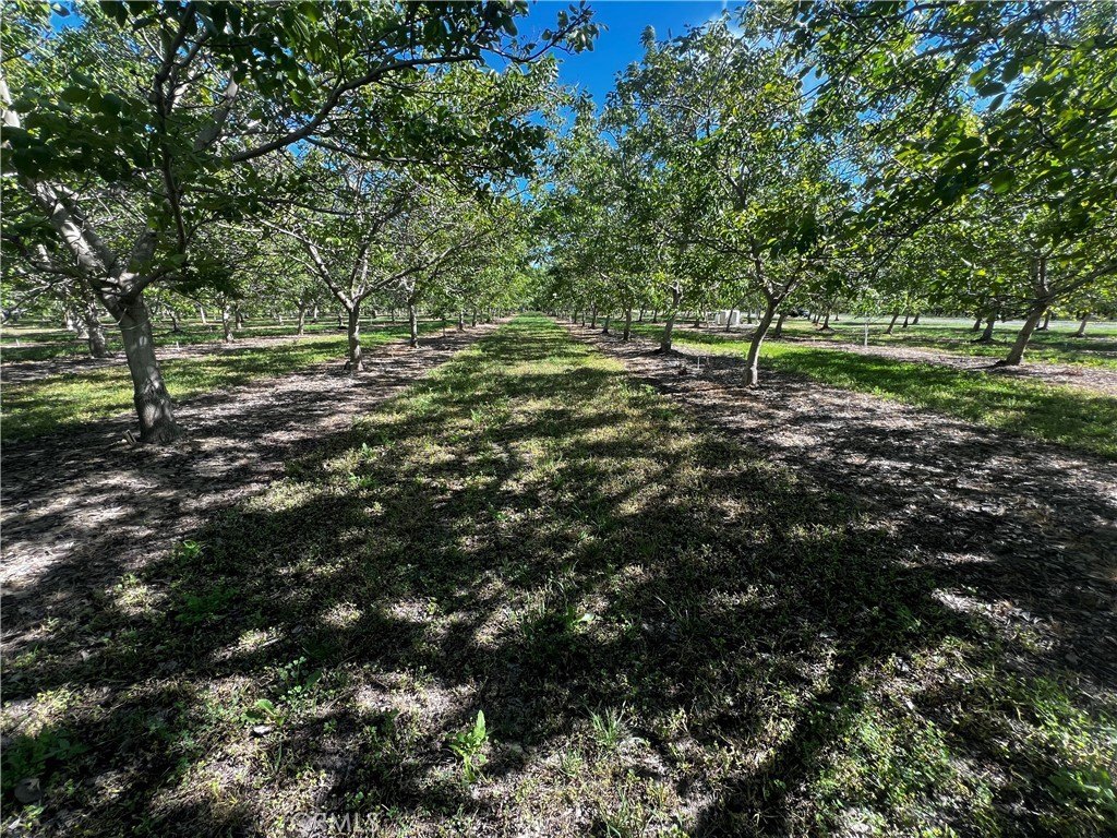 5-Acre Parcel with Walnut Orchard