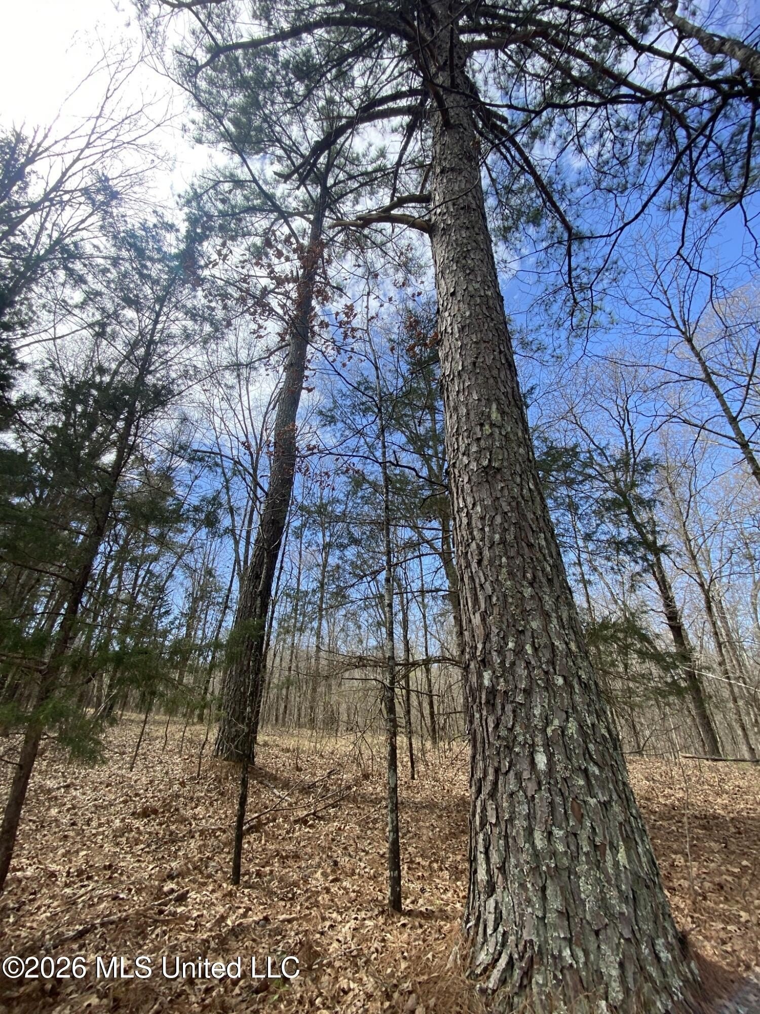 12 Acres of Scenic Land