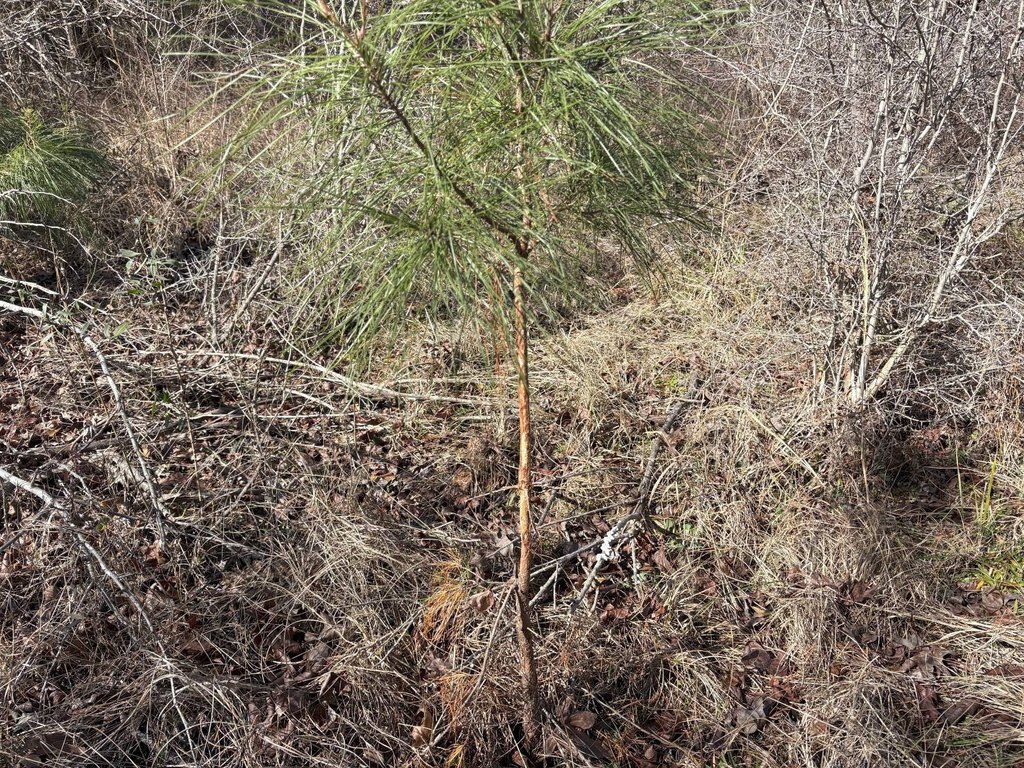 Picture 33
