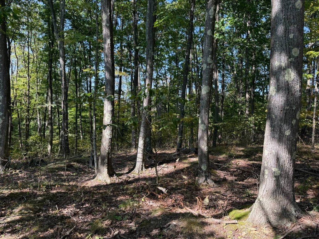 Picture 15