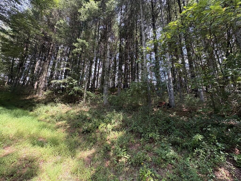 Picture 19