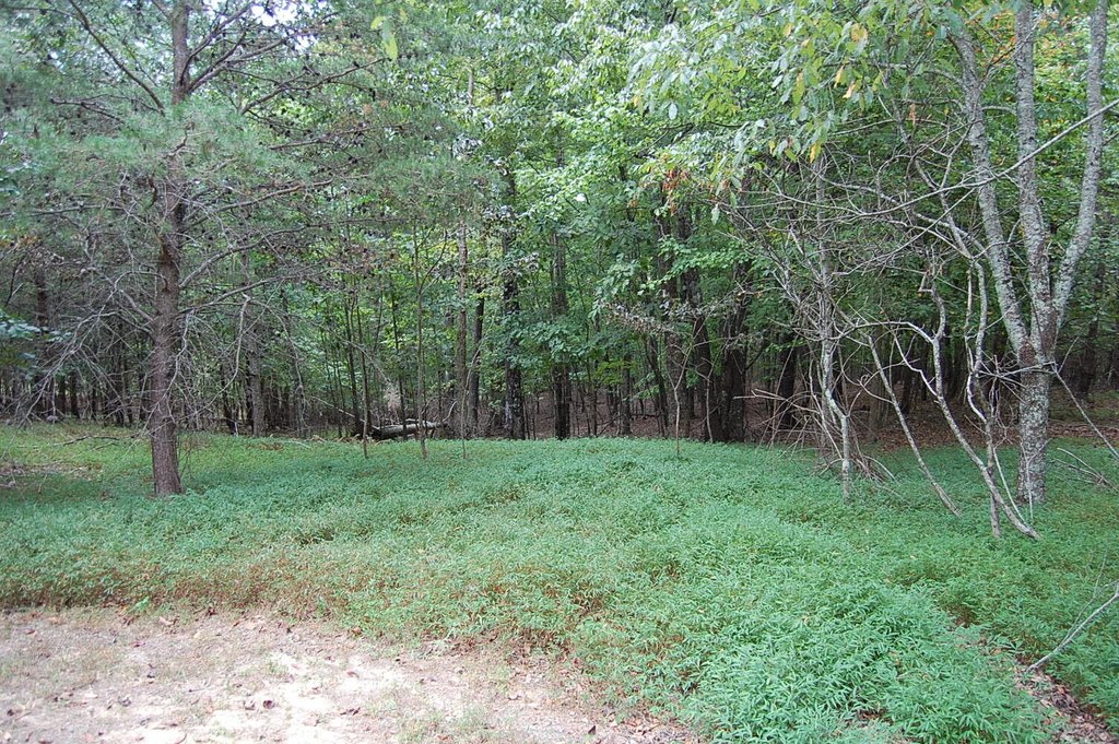 Picture 8