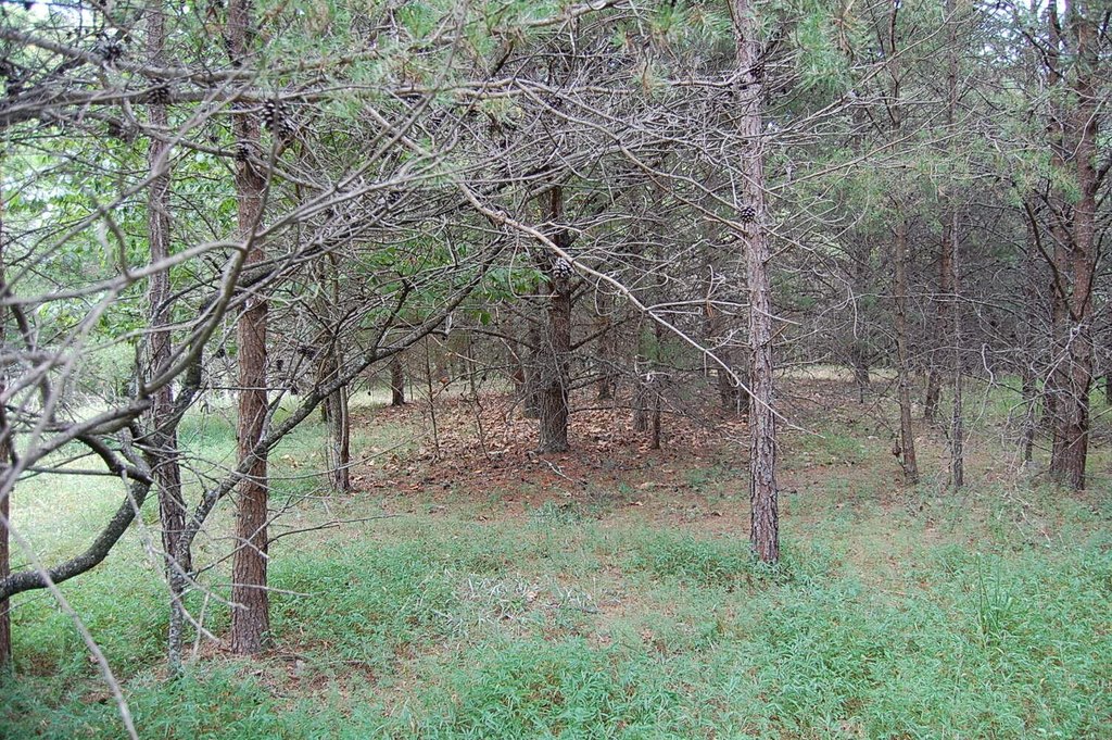 Picture 5