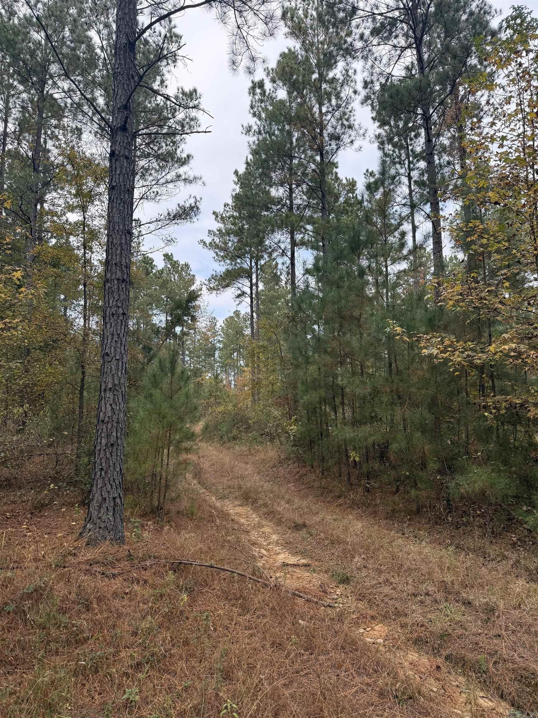 80 Acres Timber Hunting Land