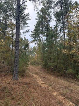80 Acres Timber Hunting Land