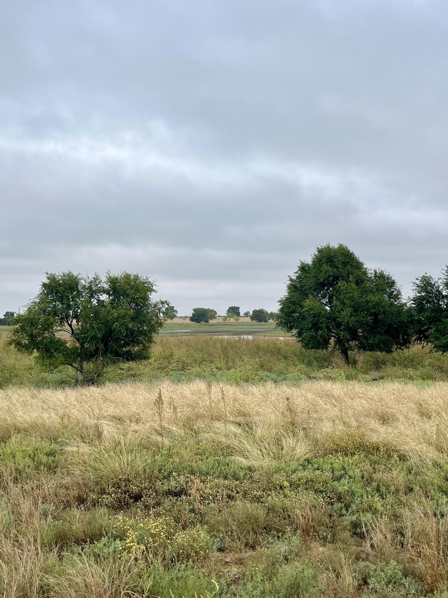 Anton, TX Land with Trees