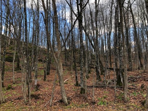 Land Near Whitecap Mountain Resort