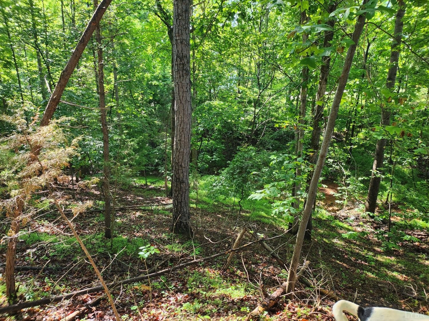 Wirtz, VA Lakeside Land