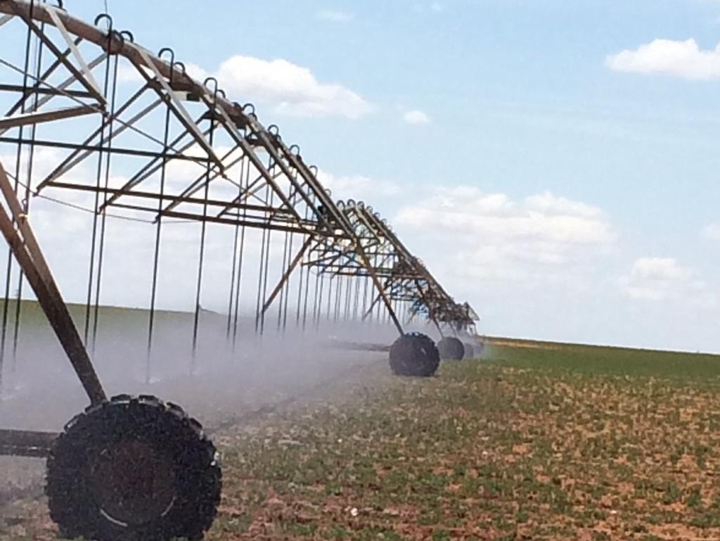 Irrigated Farmland in Terry County