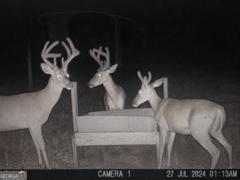 Hunting Land with Creek Frontage