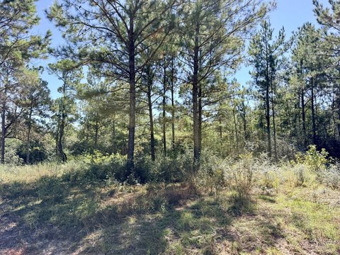 Lots/Land, Carriere, MS