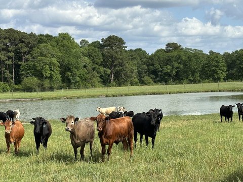 Turnkey Cattle Ranching Opportunity