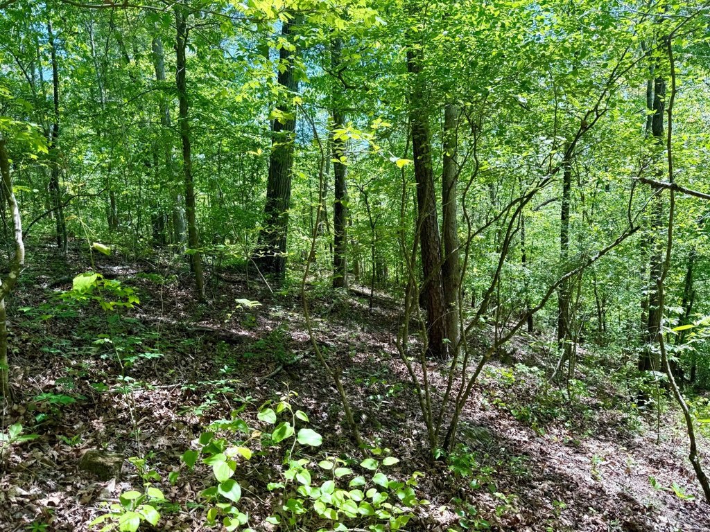 Picture 8