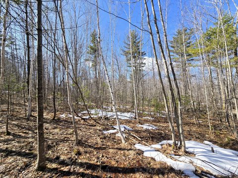 Wooded Lot Near Kezar Lake