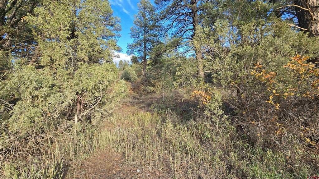 Land in Pagosa Springs, CO