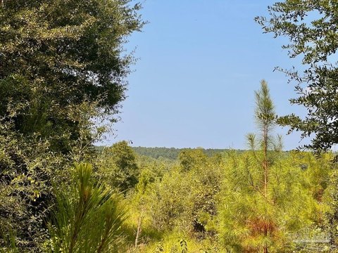 Molino Acreage Homesite For Sale