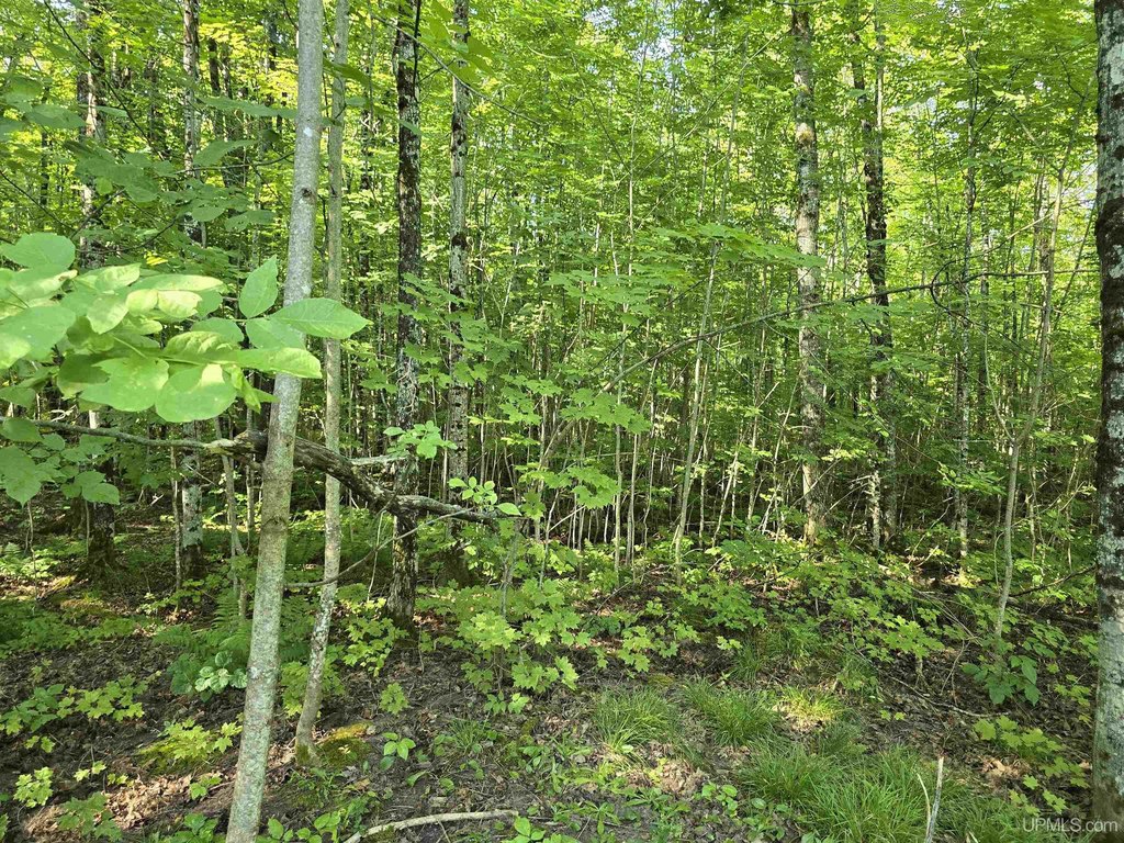 Picture 46