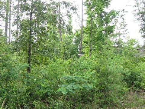 Wooded Lot in Hideaway Lake