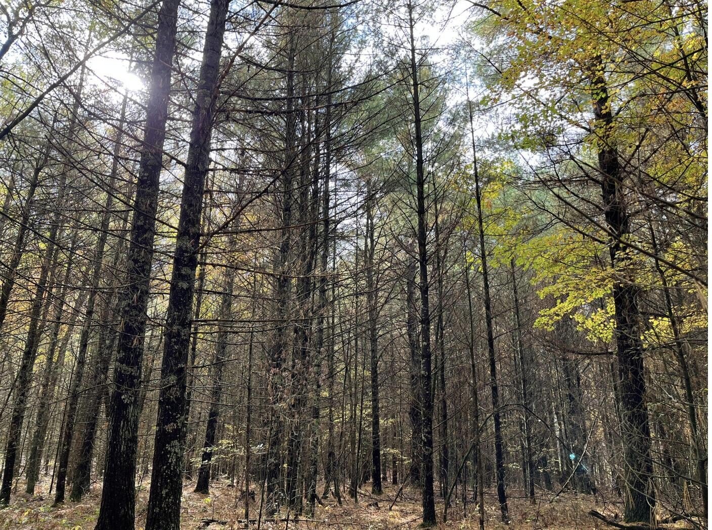 Wooded Lot Near Rail-Trail