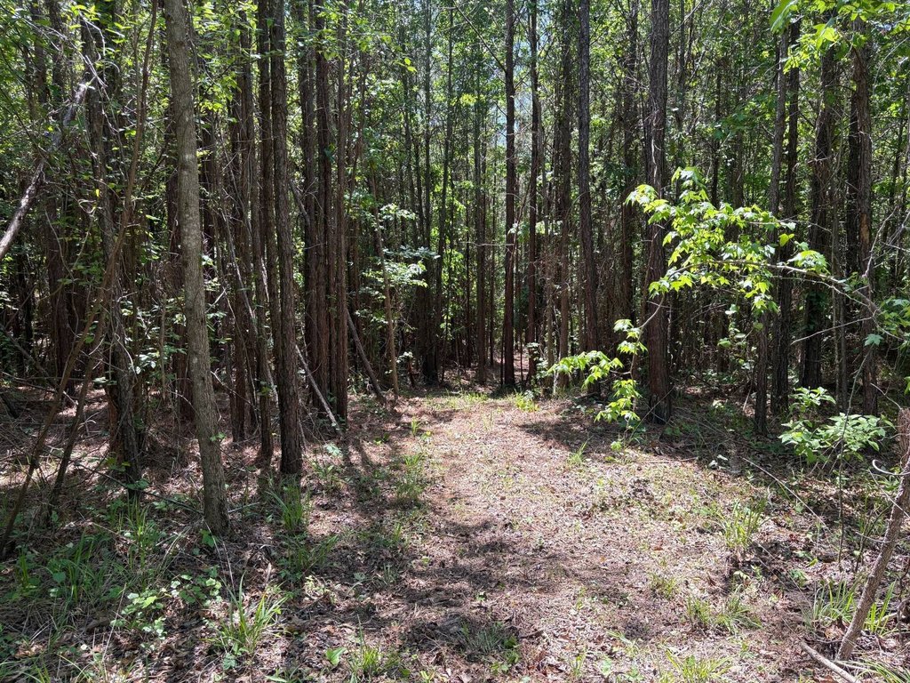 Picture 8