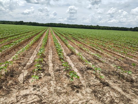 Furrow-Irrigated Row Crop Farm Land