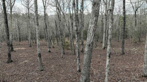 Wooded Land with Creek Access