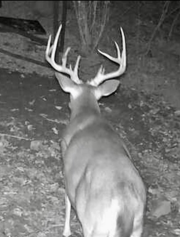 Picture 11