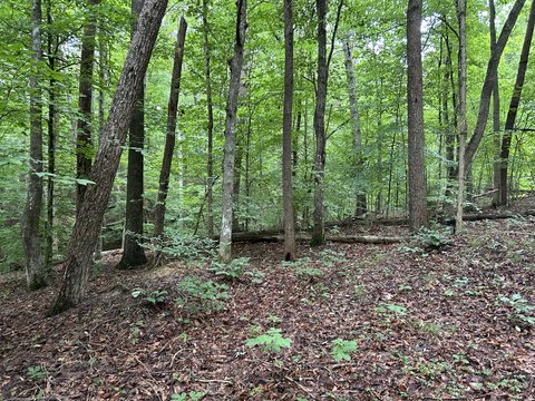 LAND - Surgoinsville, TN