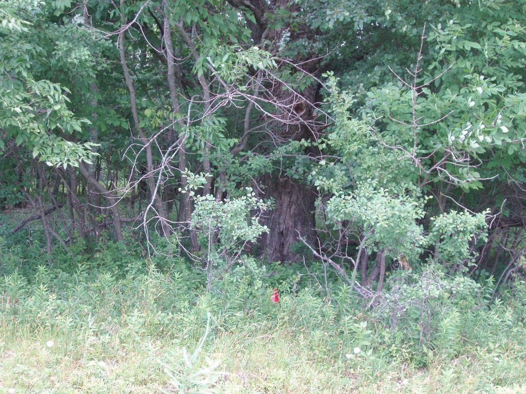Picture 8